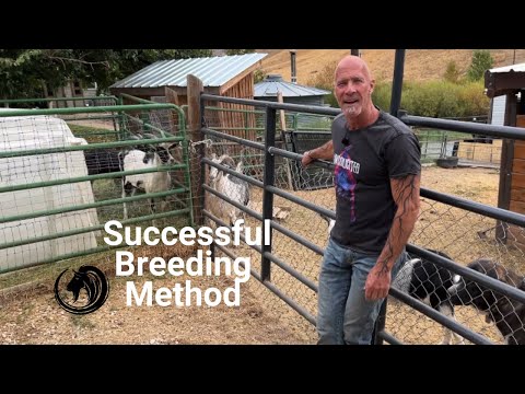 Successful Goat Breeding Method