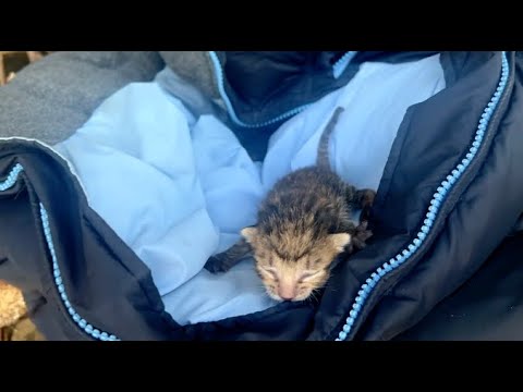 The kittens lost their mother, they cried for help, wanting me to take them home.