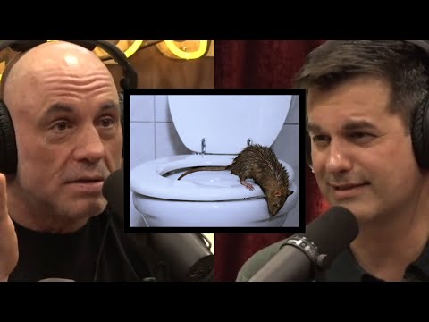 NYC Rat Situation Is Out Of Control | JRE