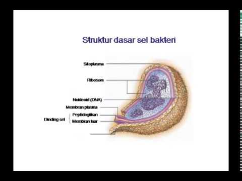 Power poin Biologi