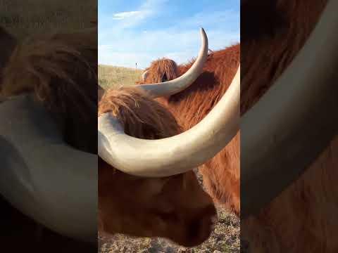 Traffic Jam at the Water Trough! #highlandcows #colorado #ranching