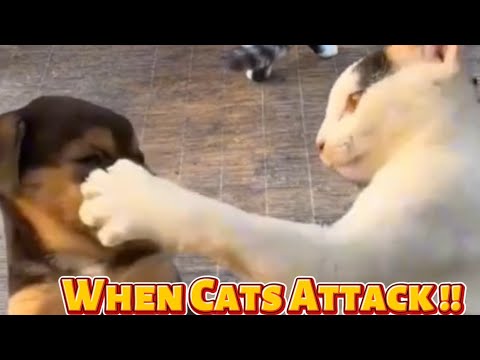 HILARIOUS CAT VS ANIMALS VIDEO | TRY NOT TO LAUGH