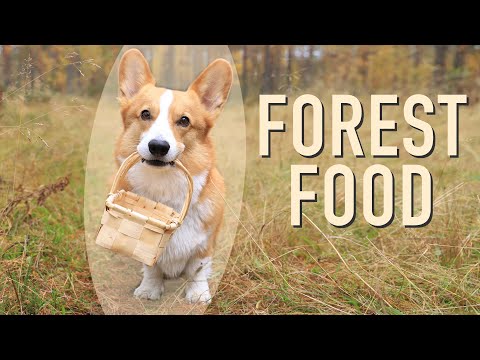 PICKING MUSHROOMS! - Topi the Corgi