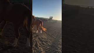 Sunset sessions # #horse #equestrian #groundwork #quarterhorses #happiness