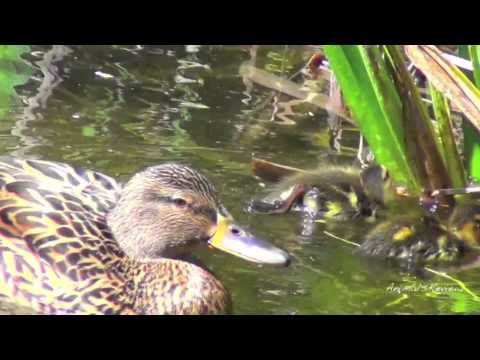 Cute ducks babies, swimming in a pond