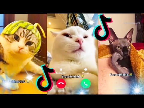 🤣 Mejores Videos de Gatos Bruschimichis | Compilación Divertida de Gatos Graciosos