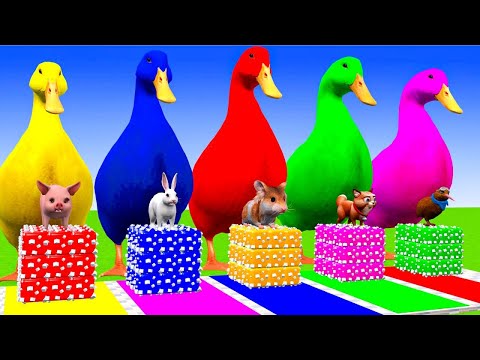 5 Giant Duck Cartoon,Cow,Elephant,Tiger,Lion,Dinosaur,Paint Wild Animals Crossing Fountain Animation