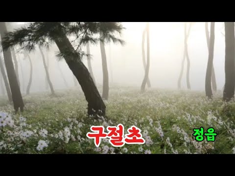 구절초 정읍 가을여행  옥정호구절초 테마파크