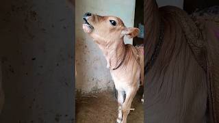 Cow baby Voice 😘😘funny Sound/#shorts #cowbaby #funnyshorts #cute #baby  #viral