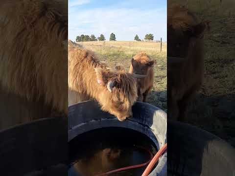 The cookies are all gone! #highlandcows #colorado #cows