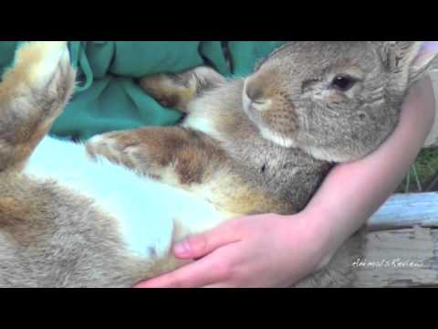 Big Flemish Giant Bunny Rabbit and Girl