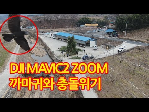 DJI MAVIC2 Zoom과 까마귀 충돌 위기