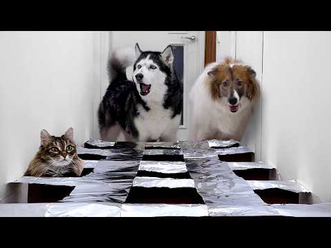 Dogs And Cats In a Rustling Maze! Huskies are Afraid of Shiny Foil