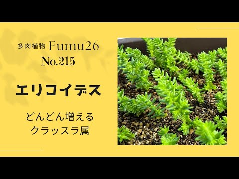 【多肉植物】草系多肉の植え替えします✨植え替えのワンポイントも☝️