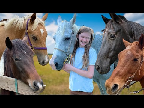 Meet all of the HORSES at my lesson barn