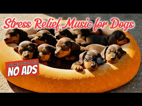 Stress Relief Music for Dogs - 8 HOURS of Soothing Peace | Pet Relaxation Oasis