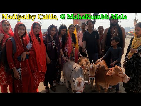 Maha kumbhmela - Nadipathy Cows #farming #shortvideos #animals #farm #viral #reels #youtube #shorts