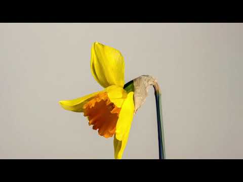 Yellow Daffodil Flower Opening | 4K Relaxing Screensaver