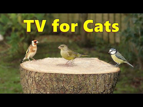 Cats Love Cat TV  ~ Video for Cats to Watch Birds Extravaganza