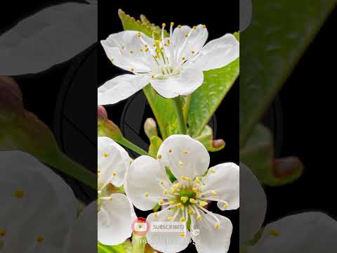 CHERRY Blossom Time Lapse #shorts