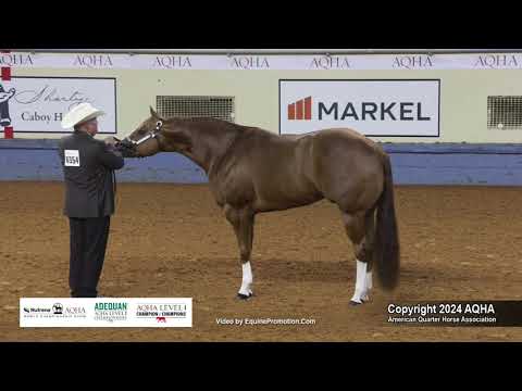 Aged Stallions - 2024 AQHA World Championship Show