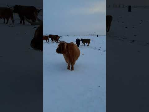 Snow Morning on the Ranch!