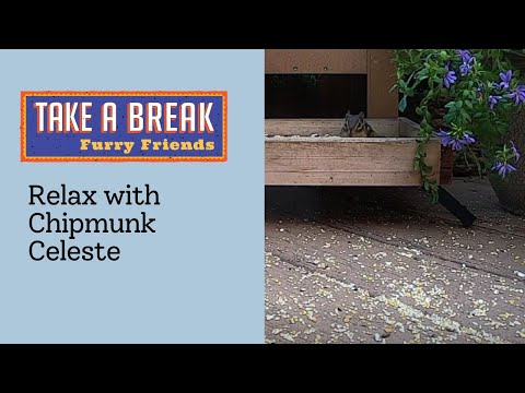 Relax With Celeste - Our Celebrity Chipmunk Friend (nature sounds)