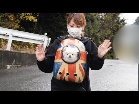 宇宙船リュックを買いました！子犬と快適にお散歩❤️【ぽこあぽこ】