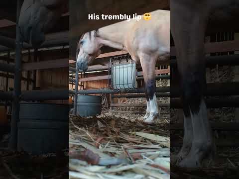 This horse has the cutest lip 😍