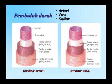 Powerpoin Biologi-PPT04BAB 5 SISTEM SIRKULASI