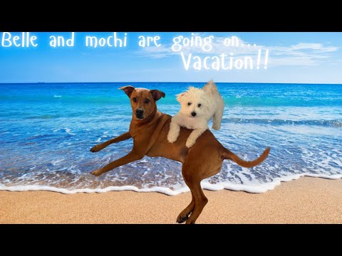 Mochi and Bell￼e are going on vacation!