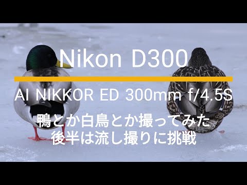 Nikon D300｜Ai NIKKOR ED 300mm f/4.5S｜鴨とか白鳥とか撮ってみた