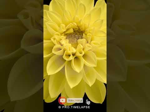 YELLOW DAHLIA FLOWER BLOOMING, Time Lapse #shorts