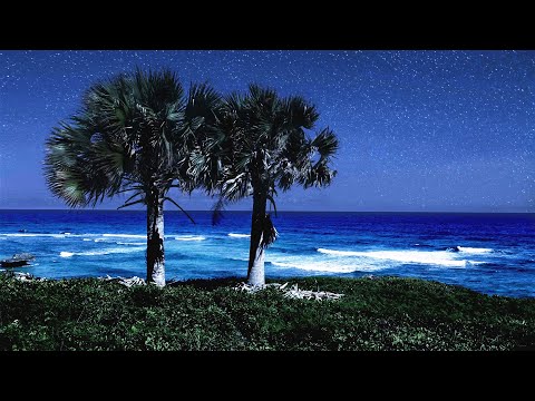 Sleeping By The Palm Trees With Soothing Ocean Sounds, Deep Sleep Video From Orchid Bay Beach