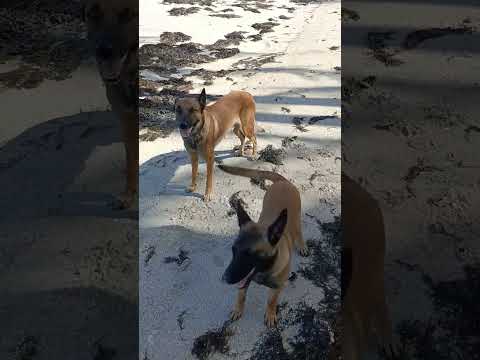 Gris and Shelly loving the beach!