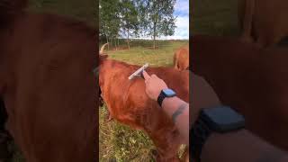 Day 67 Brushing Scottish Highland Cattle #shorts