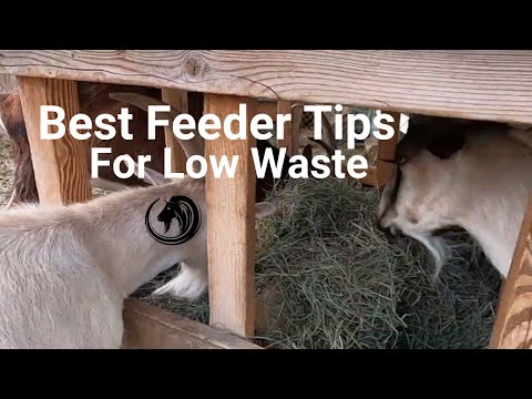 How To Feed Goats With Low Waste Best Feeder Tips