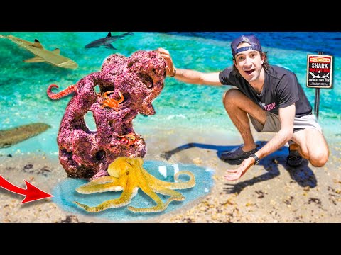 EXOTIC SEA CREATURES Found Under BEACH ROCKS!