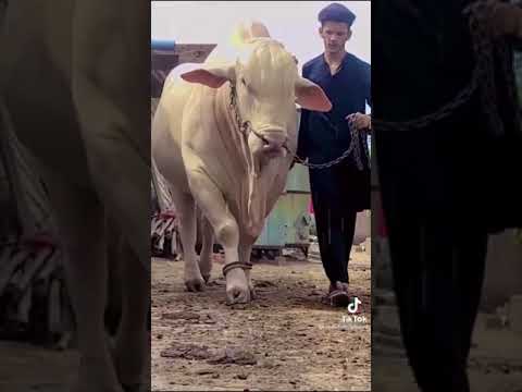 beautiful huge big cow