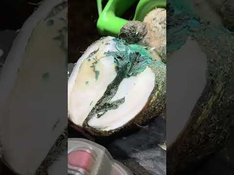 cow's hoof turns BLUE!!!!  #hoof #cow #animals #hoofpicking #satisfying #weird