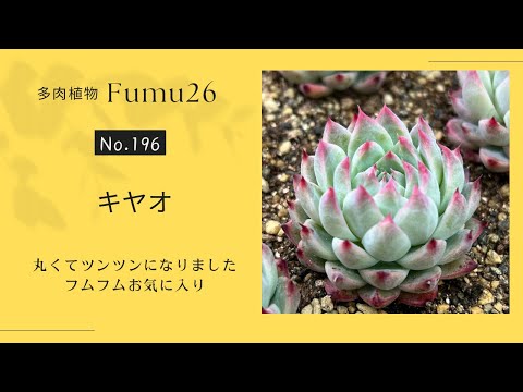 【多肉植物】まるまる可愛くなったキヤオをポットに植えます♬