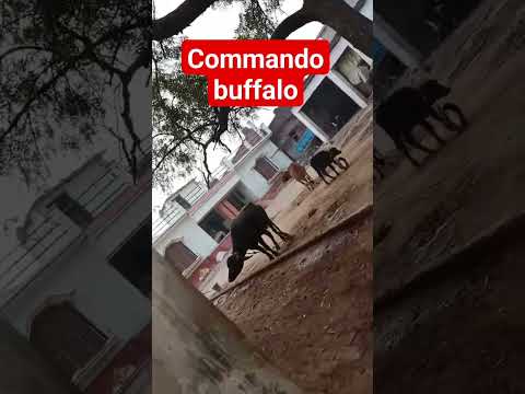 #commando🐯 #buffalo #in 😃#world🦁 #2023 @buffalo1s