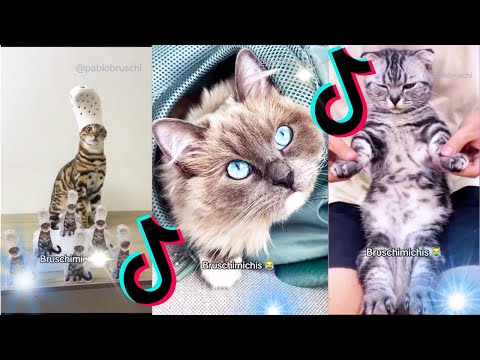 🤣 Mejores Videos de Gatos Bruschimichis | Compilación Divertida de Gatos Graciosos