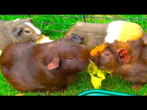 Guinea Pigs Eating Lettuce