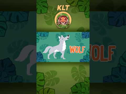 Wolves Are Fluffy & Have Long Snouts! | KLT Wild #shorts