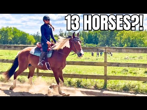 YOU NEED A HORSE HERD UPDATE! Plus Some News