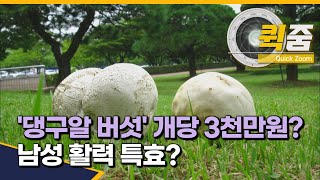 '댕구알 버섯' 개당 3천만원? 남성 활력 특효? / JIBS / 제주 / 2021.09.09