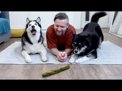 Which Dog Will Give Up First? Three Huskies Competing In Patience