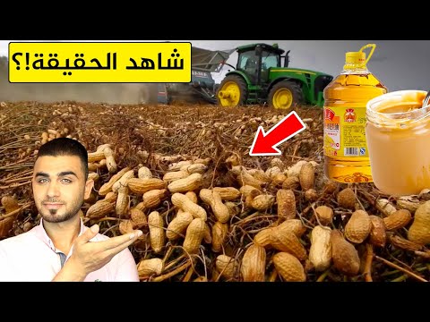 شاهد حقيقة زيت وزبدة الفول السوداني😱من الحصاد حتى التعبئة والتغليف😱مذهل!!