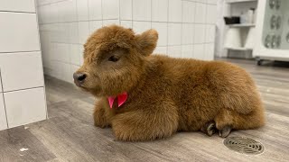 A day at the Spa for Micro Miniature Highland Cow (Heifer)